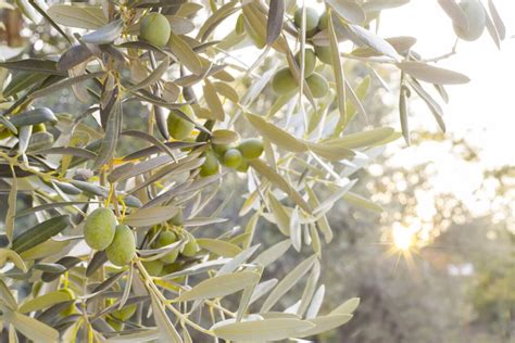 favolosa inculata|Fabulous Favolosa – Old Town Olive.